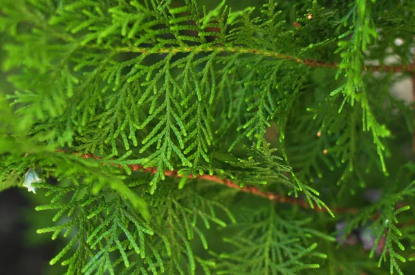 Макрос Постріл Гарні Зеленого Листя Дерев Туя Яким Сонячним Світлом — стокове фото