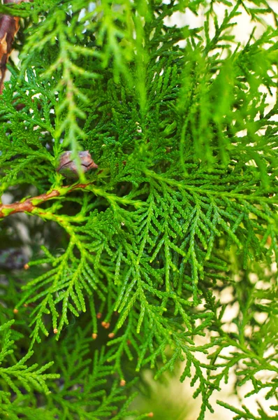 Macro Opname Van Mooie Groene Bladeren Van Thuja Bomen Met — Stockfoto