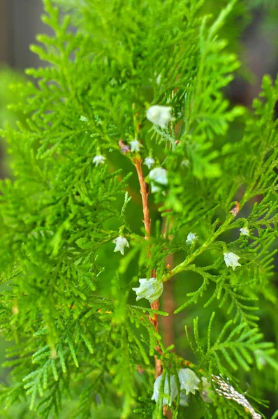 Macro Opname Van Mooie Groene Bladeren Van Thuja Bomen Met — Stockfoto