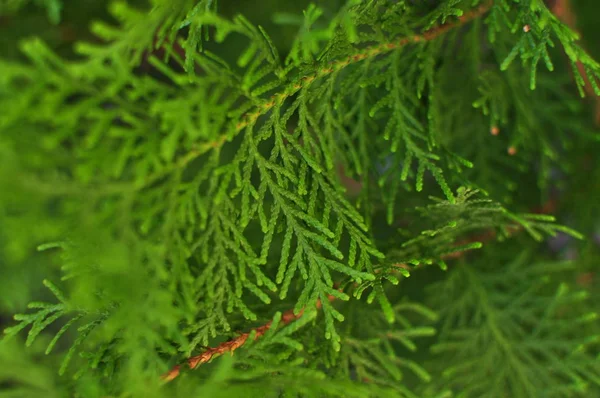 Macro Opname Van Mooie Groene Bladeren Van Thuja Bomen Met — Stockfoto