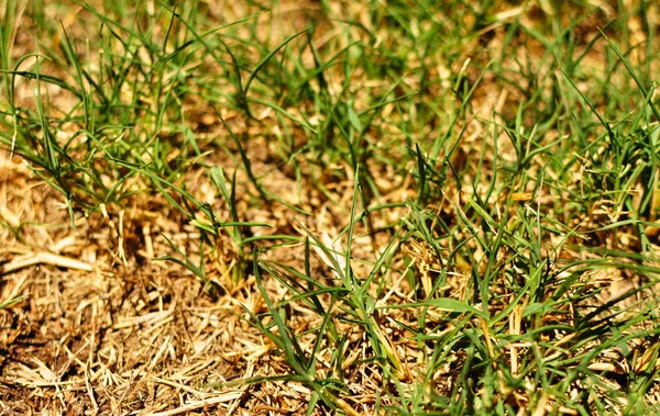 Zavřít Makro Záběr Zelené Trávy Pro Použití Jako Pozadí Textury — Stock fotografie