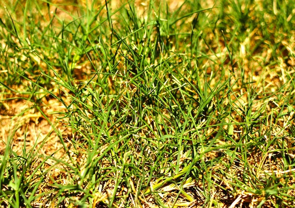 Close Macro Shot Green Grass Use Background Texture Global Warming — Stock Photo, Image