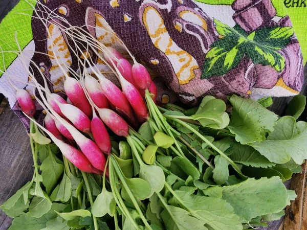 Mutfak havlusunda taze turp.