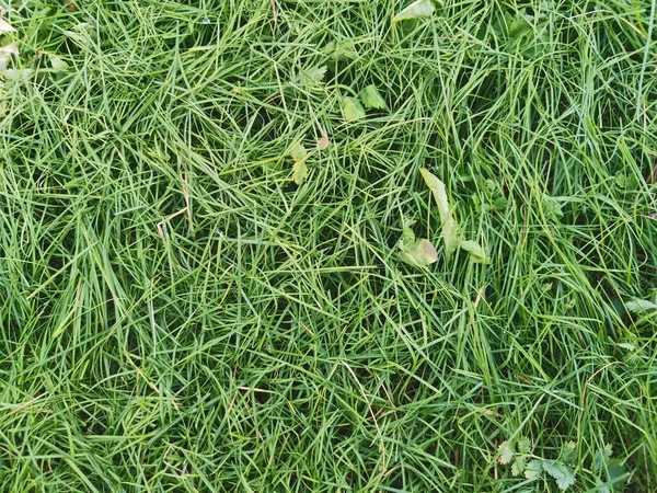 yeşil çimenlerin arka planı. yeşil doku