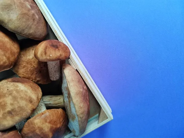 box with wild mushrooms on a blue background to insert text