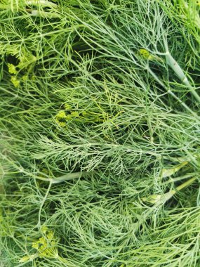 Taze yeşil dereotlu arka plan. taze yeşil dereotu dokusu. 