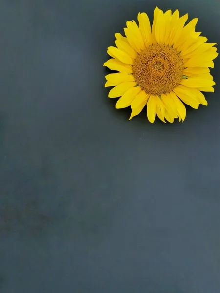 Karanlık bir arka planda yalnız bir ayçiçeği başı