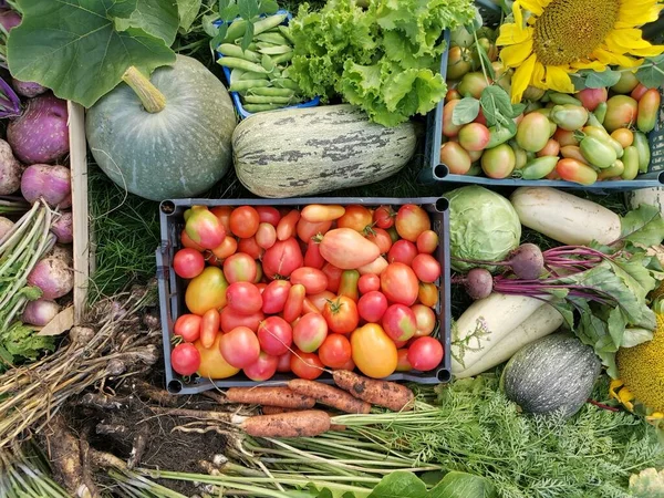 freshly harvested organic vegetables in boxes and on grass