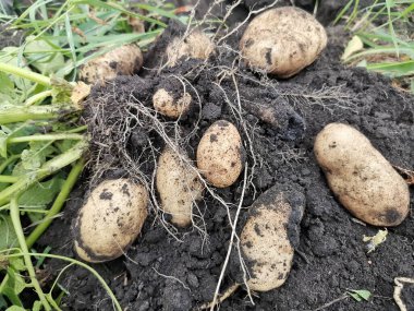 Yerden patates çalı çıkardı, resimli, kök ve yumru.