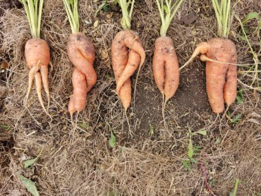 Yerde beş çirkin havuç var. Çirkin yemek konsepti, üst manzara.. 