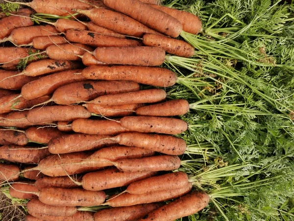 Taze kazılmış havuçlar..