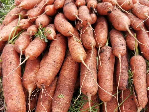 Taze kazılmış Büyük, sulu, yıkanmamış havuçlar hasat edin