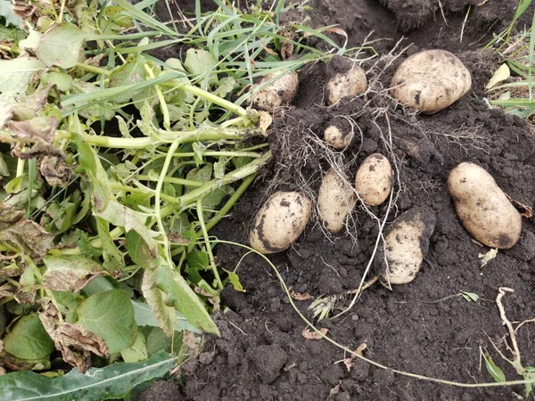 Dug up potato bush on the ground, pictured, roots and tubers — Stock Photo, Image