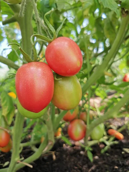Спелые и неспелые помидоры на кустах, сфотографированные вблизи — стоковое фото