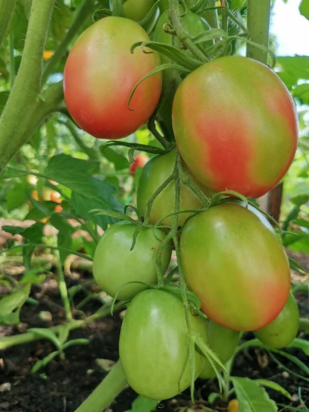 Tomates maduros e imaturos no arbusto fotografado de perto — Fotografia de Stock