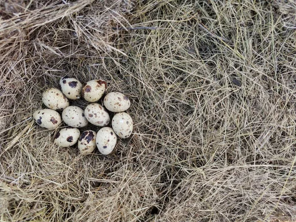 Vaktelägg ligger en massa på torrt gräs — Stockfoto