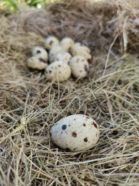 One quail egg in the foreground and many eggs in the background lie on the hay — Stock Photo, Image