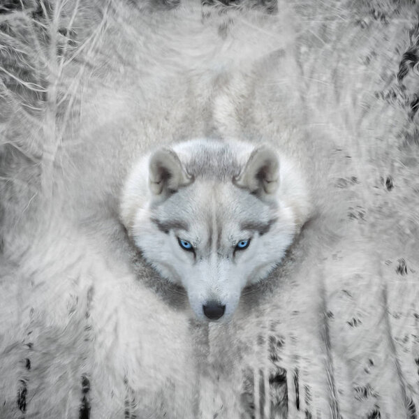 Dog portrait on forest background.