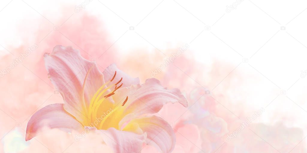Lily Flower Pink in the Waves of a Pink Gentle Fog.
