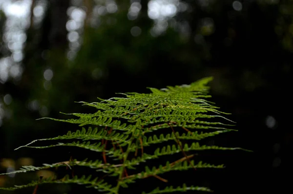 Yeşil Eğreltiotu Yaprağını Kapat — Stok fotoğraf