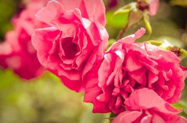 Koyu pembe gül closeup bir bahçe