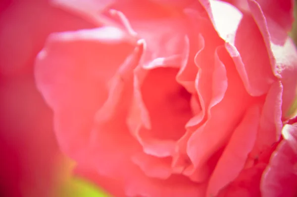 Rosas Rosadas Oscuras Cerca Jardín — Foto de Stock