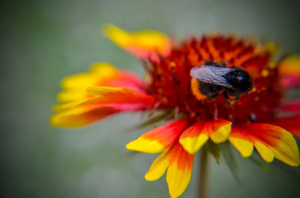 Včelí Nebo Čmelák Žluté Oranžové Květu Closeup — Stock fotografie