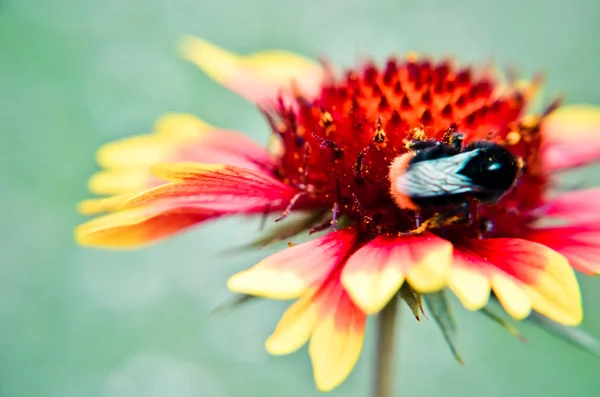 蜂或大黄蜂在黄色和橙色花头特写 — 图库照片