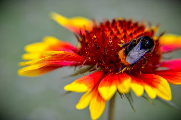 Pszczoła Lub Trzmiel Zbliżenie Łodyga Żółty Pomarańczowy — Zdjęcie stockowe
