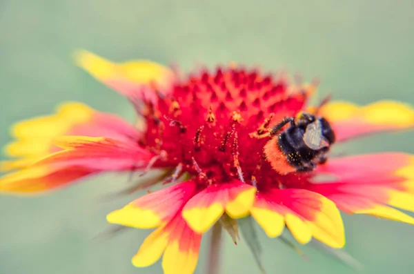 Biene Oder Hummel Auf Gelb Und Orange Blütenkopf Nahaufnahme — Stockfoto