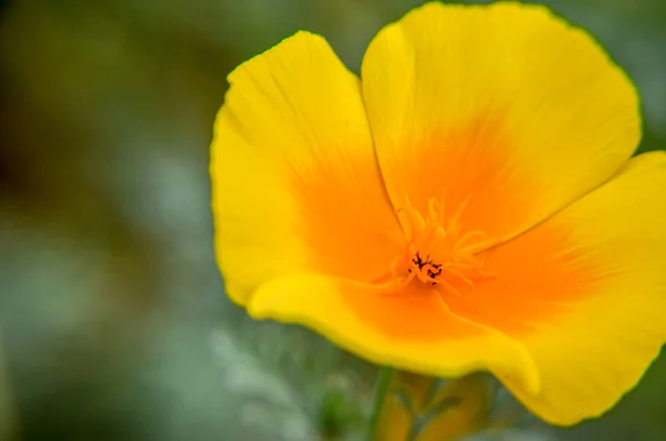 Gelber Eschscholzia Auf Der Wiese Nahaufnahme Blumen — Stockfoto