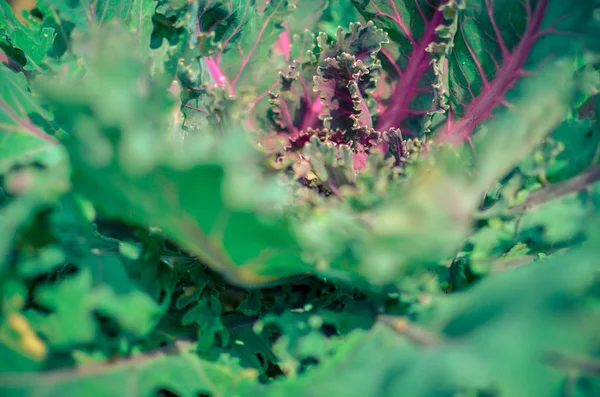 装飾的な紫色のキャベツ ブラシカオレラセア 野菜の葉 — ストック写真