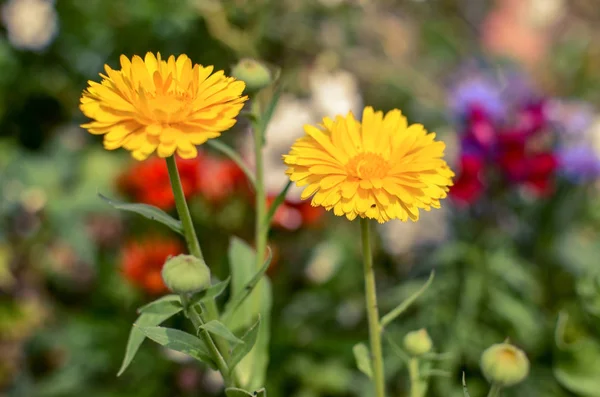 明るい写真を花壇にマリーゴールド カレンデュラ オフィシナリス花 — ストック写真