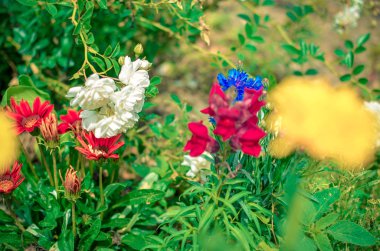 Yatak güzel değişik renkli çiçek flowerbed