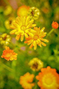 Kadife çiçeği Calendula officinalis çiçek flowerbed parlak fotoğraf