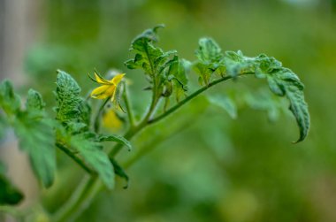 yeşil domates çiçekler sebze bahçesinde, Ukrayna