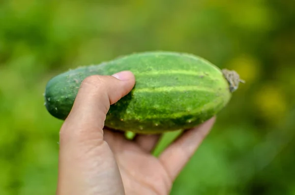 Working Hand Green Cucumber Young Woman Vegetables Her Hands Vegetables — Stock Photo, Image