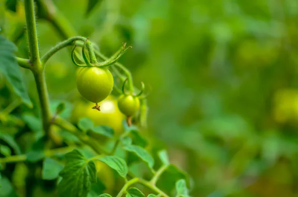 Green Raw Cherry Tomatoes Bush — Stock Photo, Image