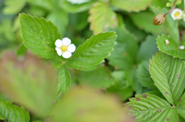 Full Blown Flower Strawberry Green Summer Garden — Stock Photo, Image