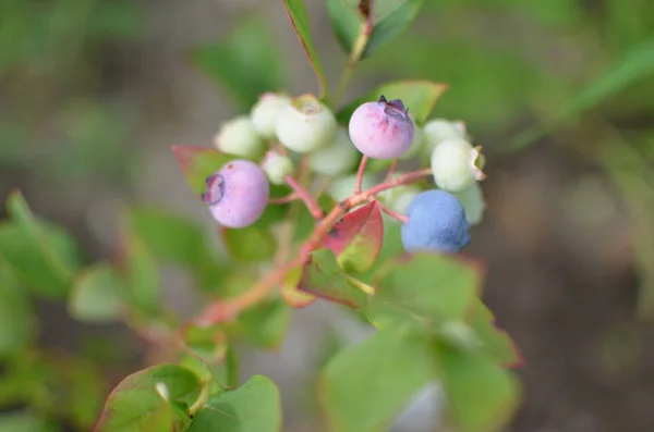 Macro Closeup Beautiful Green Pink Blue Berries Vaccinium Corymbosum Myrtillus — Stock Photo, Image