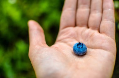 Blueberry yeşil bahçenin arka planda tutan el palm. yaban mersini kadar toplama gezgin