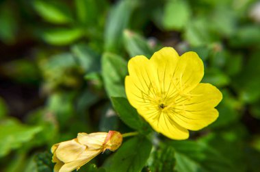 Oenothera biennis ortak akşam-Primrose çiçek