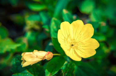 Oenothera biennis ortak akşam-Primrose çiçek