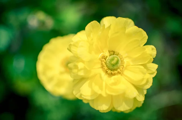 Весенний цветок желтого Ranunculus fasticus с мягким боке — стоковое фото