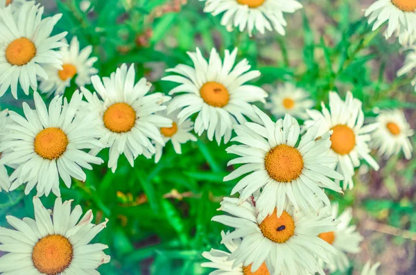 Muitas flores frescas da margarida selvagem crescendo no canteiro de flores ensolarado verão — Fotografia de Stock