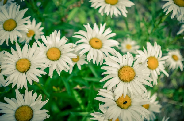 Muitas flores frescas da margarida selvagem crescendo no canteiro de flores ensolarado verão — Fotografia de Stock