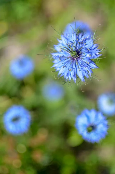 Damascena 花壇の青い花の異なる色合いを持つナイジェラ・開花植物 — ストック写真