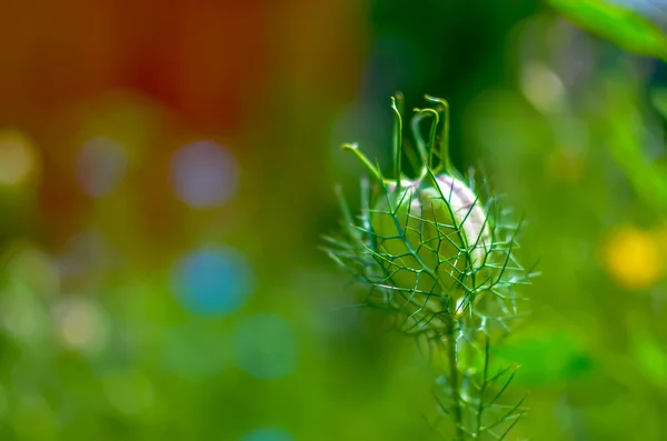 Nigella cápsulas de sementes close-up em um canteiro de flores — Fotografia de Stock