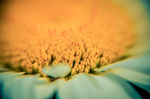 Daisy macro extrema em dia ensolarado. Fundo de close-up — Fotografia de Stock