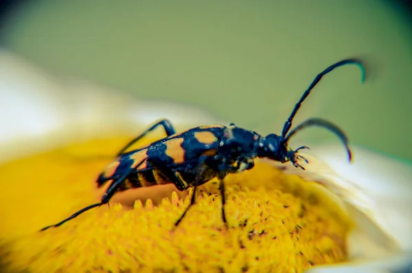 Rutpela maculata or Spotted Longhorn in his natural environment on a daisy — Stock Photo, Image